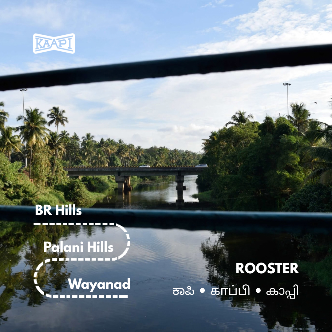ROOSTER (Decoction)