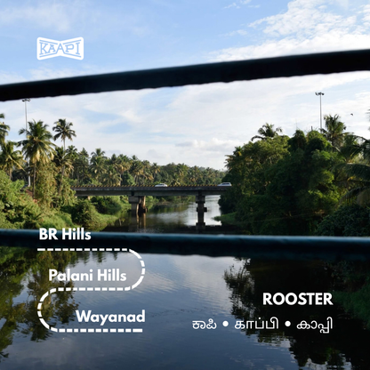 ROOSTER (Decoction)