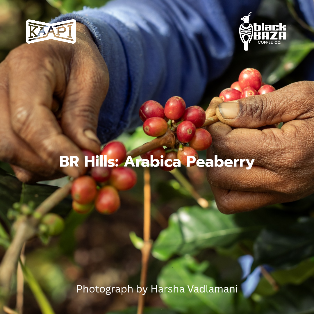 BRT Arabica Peaberry (Beans & Grounds)