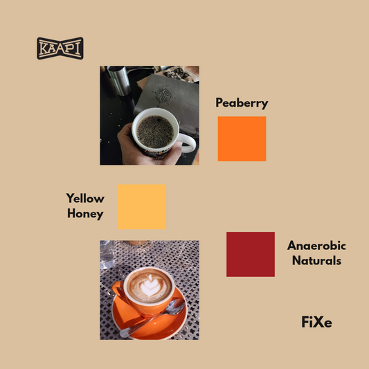 FiXE (Decoction)