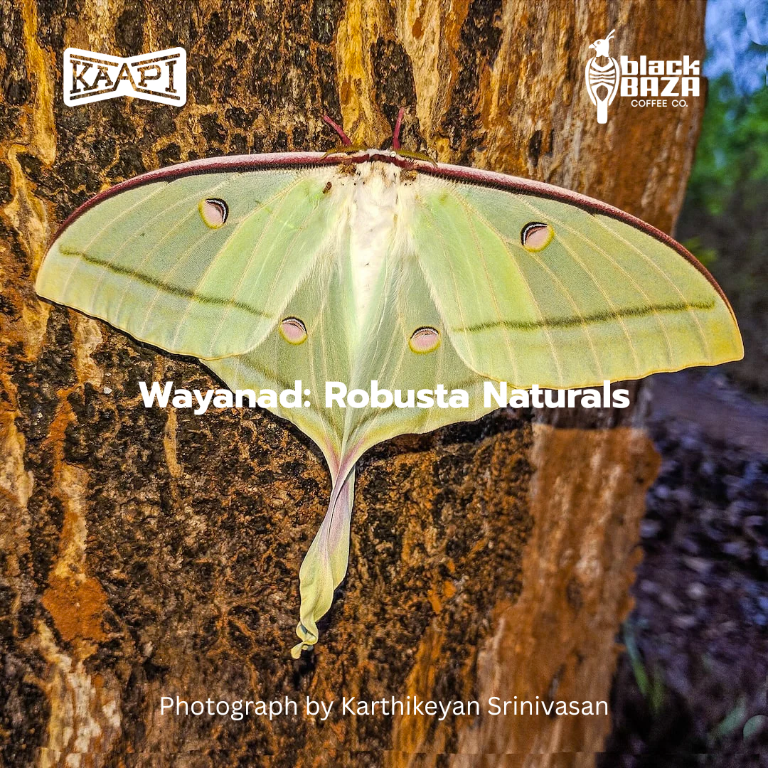 Wayanad : Robusta Naturals (Beans & Grounds)